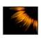 Stupell Industries Water Droplets on Sunflower Framed Giclee, design by Brian Carson Photography